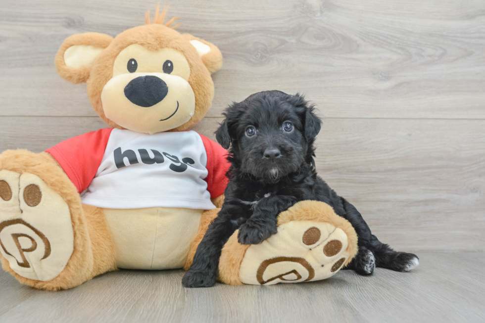 Mini Aussiedoodle Pup Being Cute