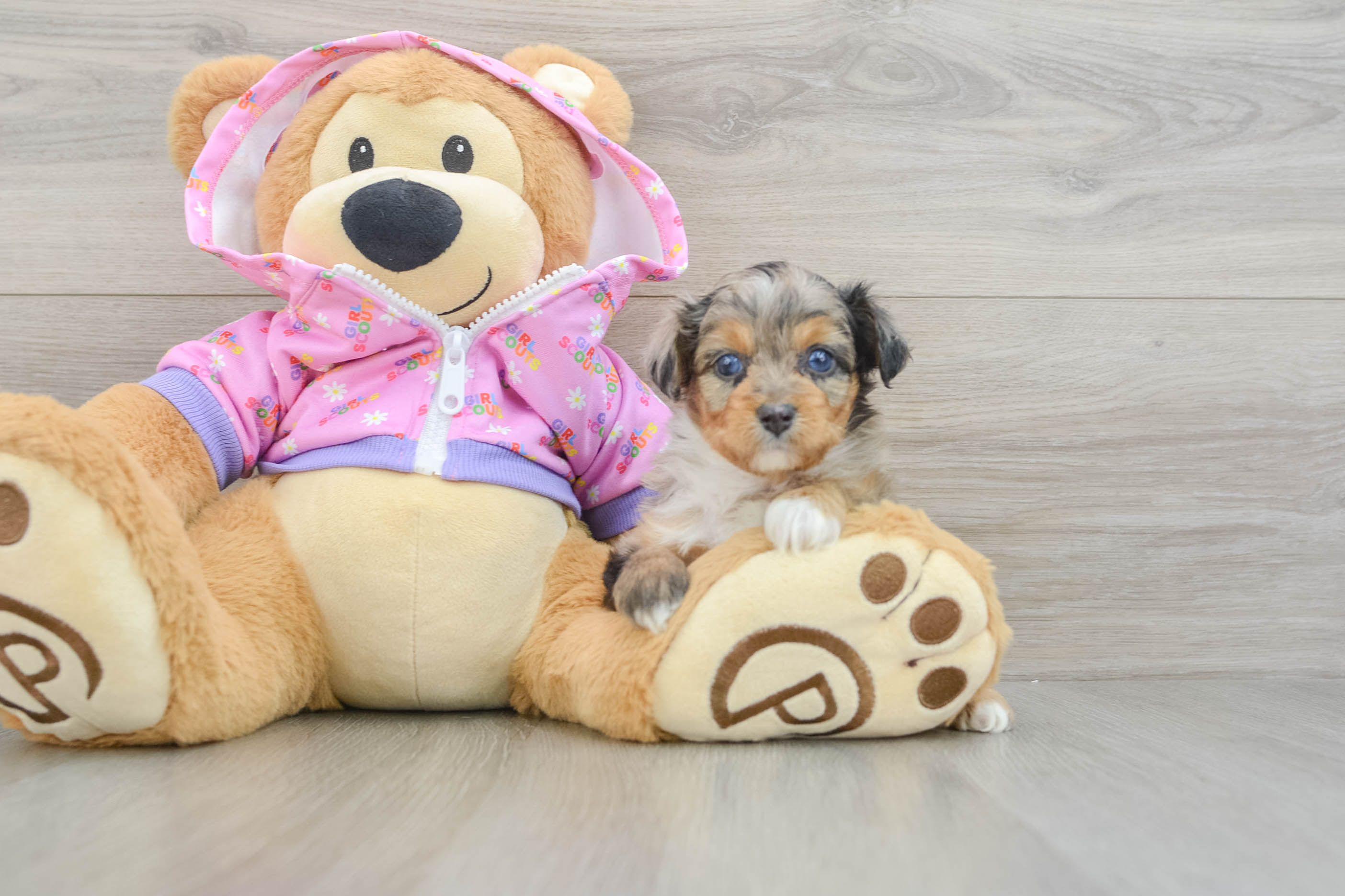Small Mini Aussiedoodle Baby