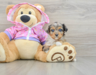 7 week old Mini Aussiedoodle Puppy For Sale - Premier Pups