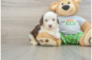Mini Aussiedoodle Pup Being Cute