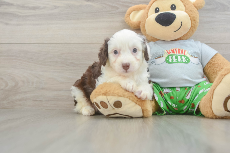 5 week old Mini Aussiedoodle Puppy For Sale - Premier Pups