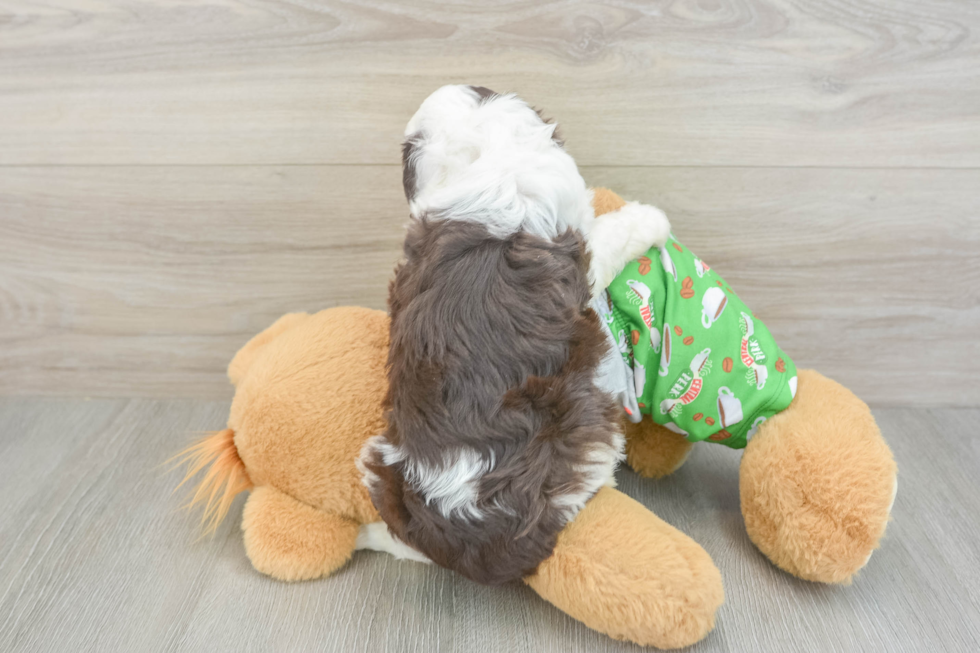 Friendly Mini Aussiedoodle Baby