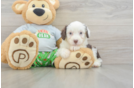 Sweet Mini Aussiedoodle Baby