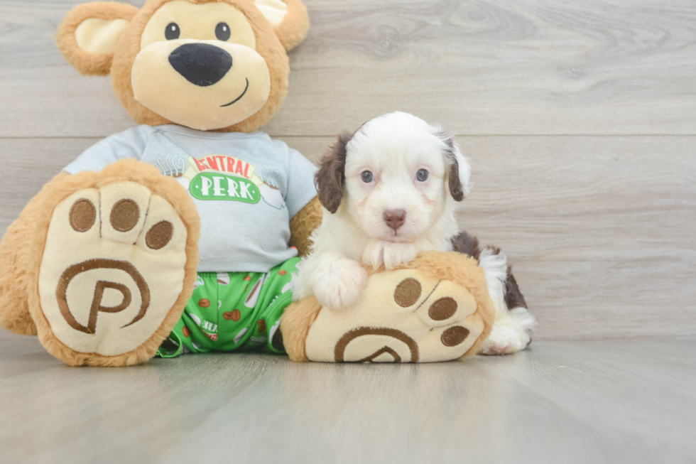 Sweet Mini Aussiedoodle Baby
