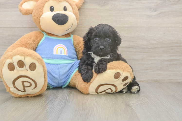 Best Mini Aussiedoodle Baby