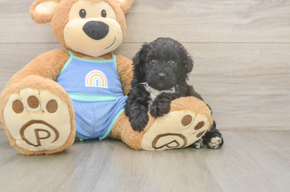 5 week old Mini Aussiedoodle Puppy For Sale - Premier Pups