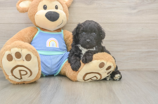 Best Mini Aussiedoodle Baby