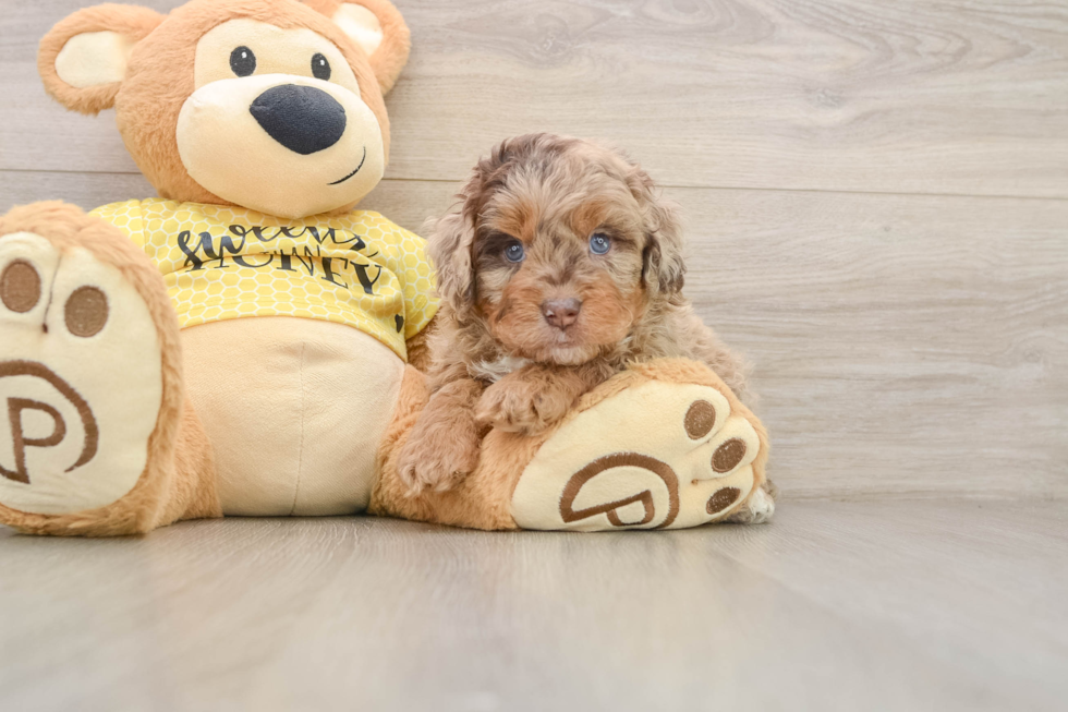 Petite Mini Aussiedoodle Poodle Mix Pup
