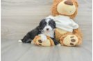 Popular Mini Aussiedoodle Poodle Mix Pup