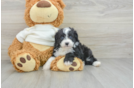 Smart Mini Aussiedoodle Poodle Mix Pup