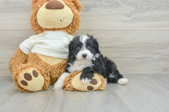 Smart Mini Aussiedoodle Poodle Mix Pup