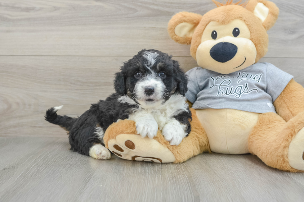 6 week old Mini Aussiedoodle Puppy For Sale - Premier Pups