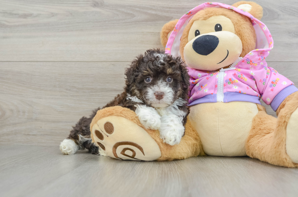 5 week old Mini Aussiedoodle Puppy For Sale - Premier Pups