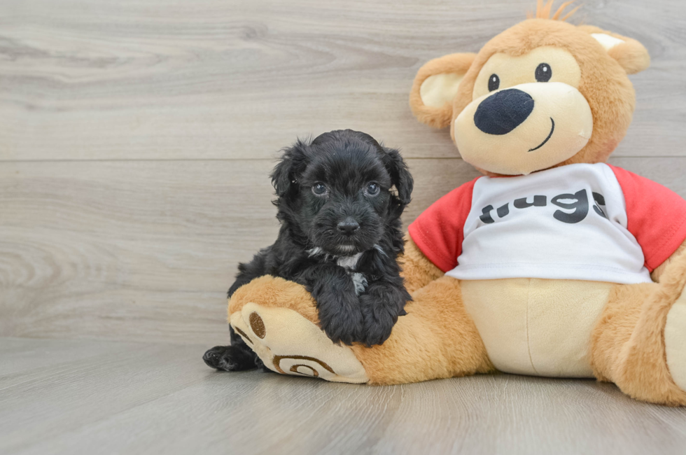 6 week old Mini Aussiedoodle Puppy For Sale - Premier Pups