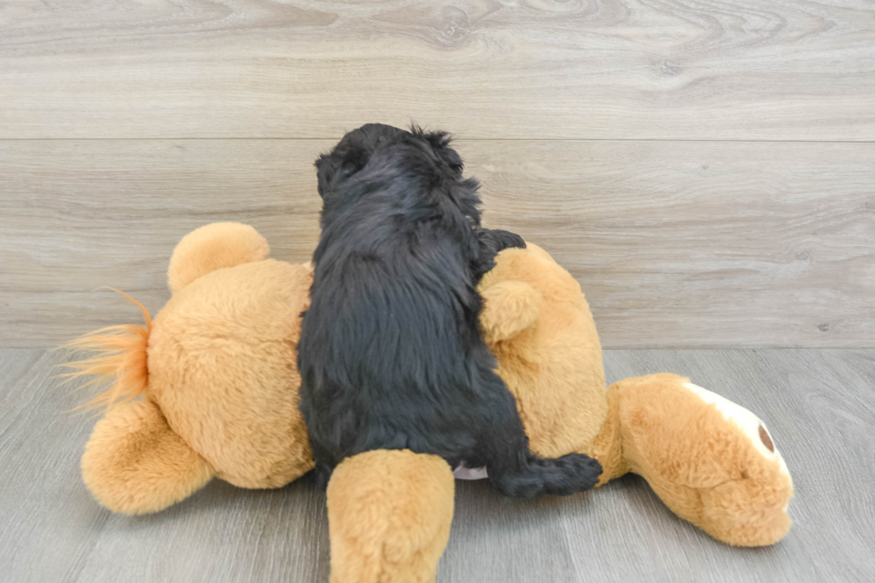 Mini Aussiedoodle Puppy for Adoption