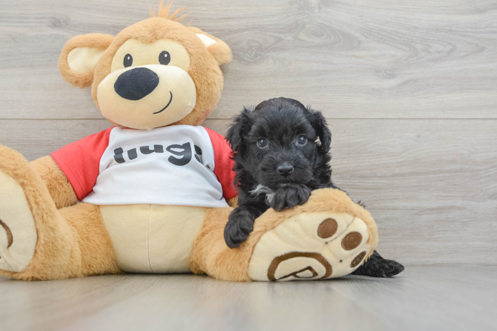 Playful Mini Aussiepoodle Poodle Mix Puppy