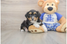 Hypoallergenic Aussiepoo Poodle Mix Puppy