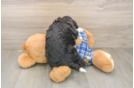 Mini Aussiedoodle Puppy for Adoption