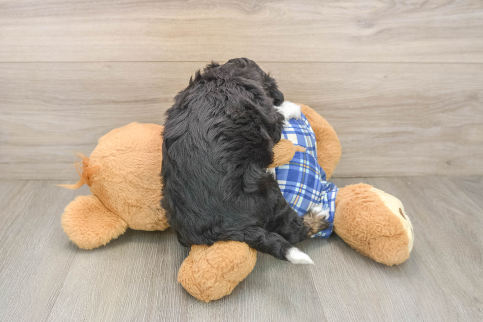 Mini Aussiedoodle Puppy for Adoption