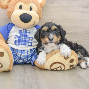 Best Mini Aussiedoodle Baby