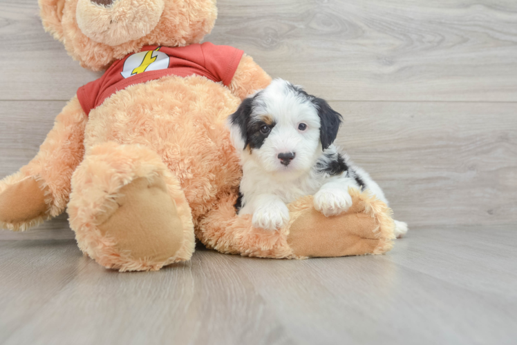 Friendly Mini Aussiedoodle Baby