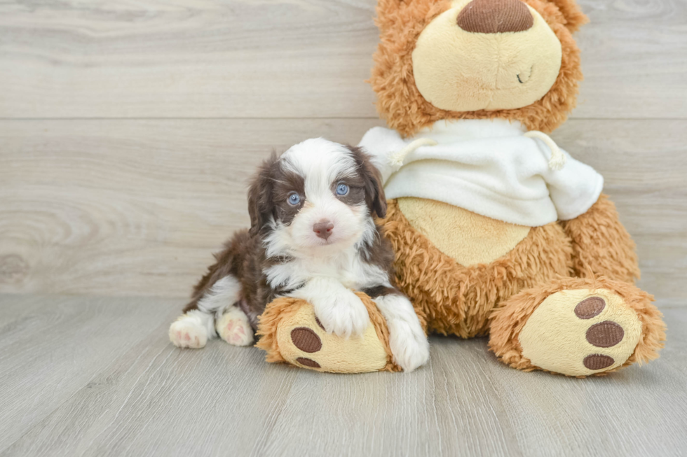 Petite Mini Aussiedoodle Poodle Mix Pup