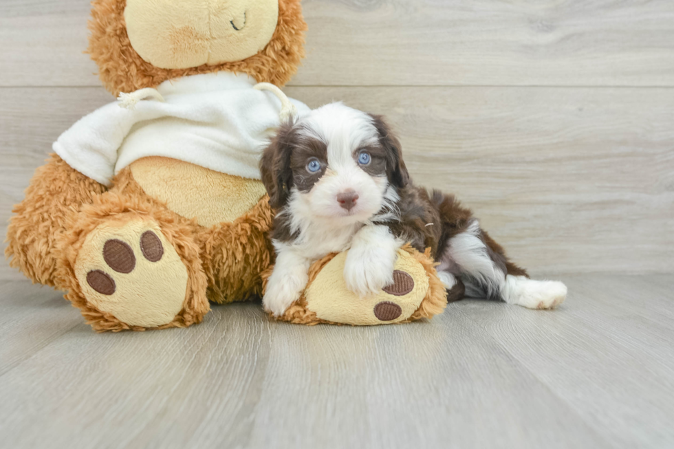 Fluffy Mini Aussiedoodle Poodle Mix Pup