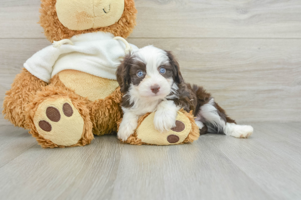 5 week old Mini Aussiedoodle Puppy For Sale - Premier Pups