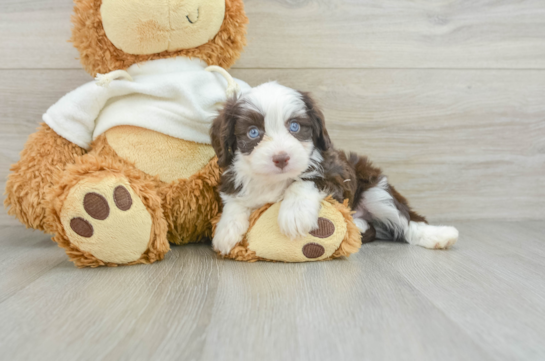 Fluffy Mini Aussiedoodle Poodle Mix Pup