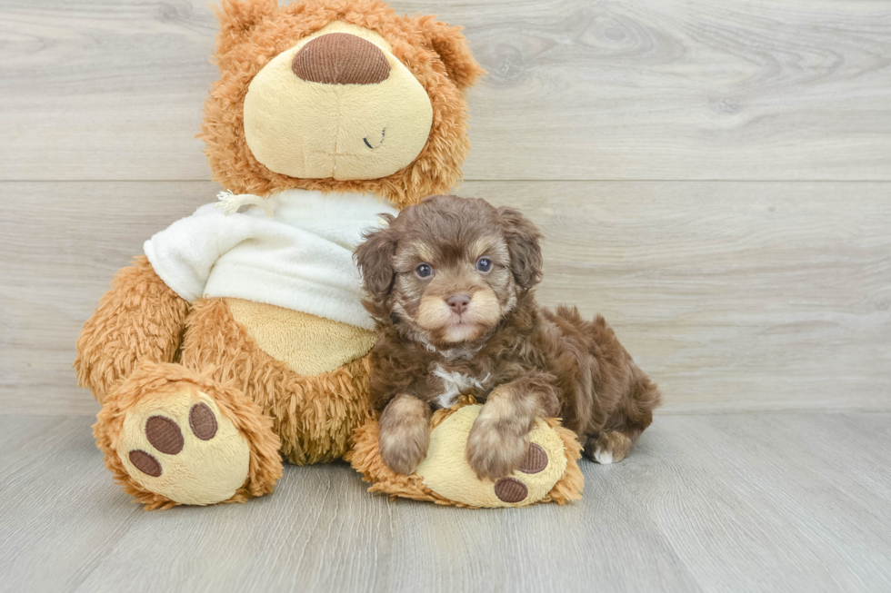 Mini Aussiedoodle Pup Being Cute