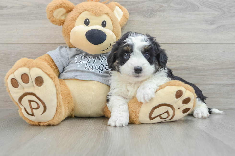 6 week old Mini Aussiedoodle Puppy For Sale - Premier Pups