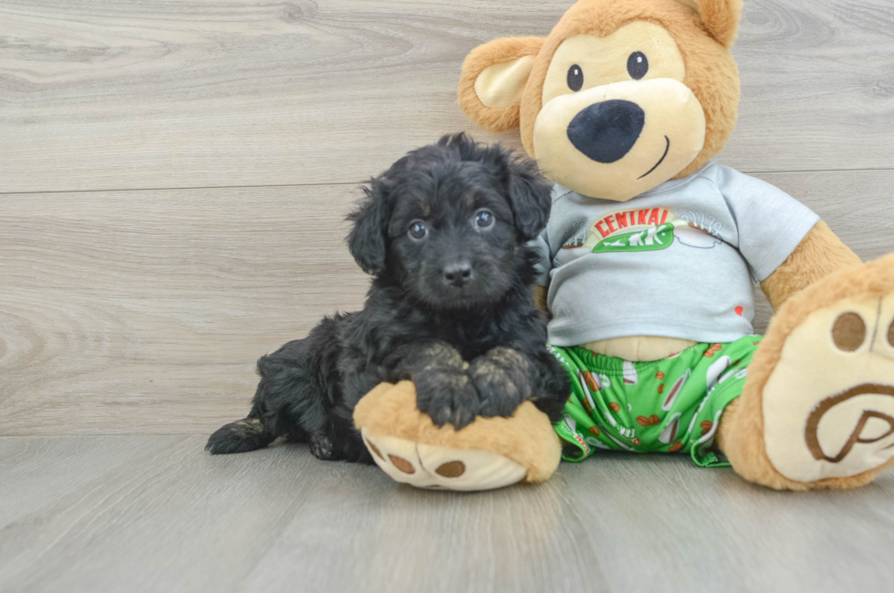 6 week old Mini Aussiedoodle Puppy For Sale - Premier Pups