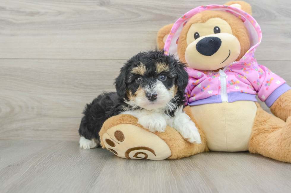 5 week old Mini Aussiedoodle Puppy For Sale - Premier Pups