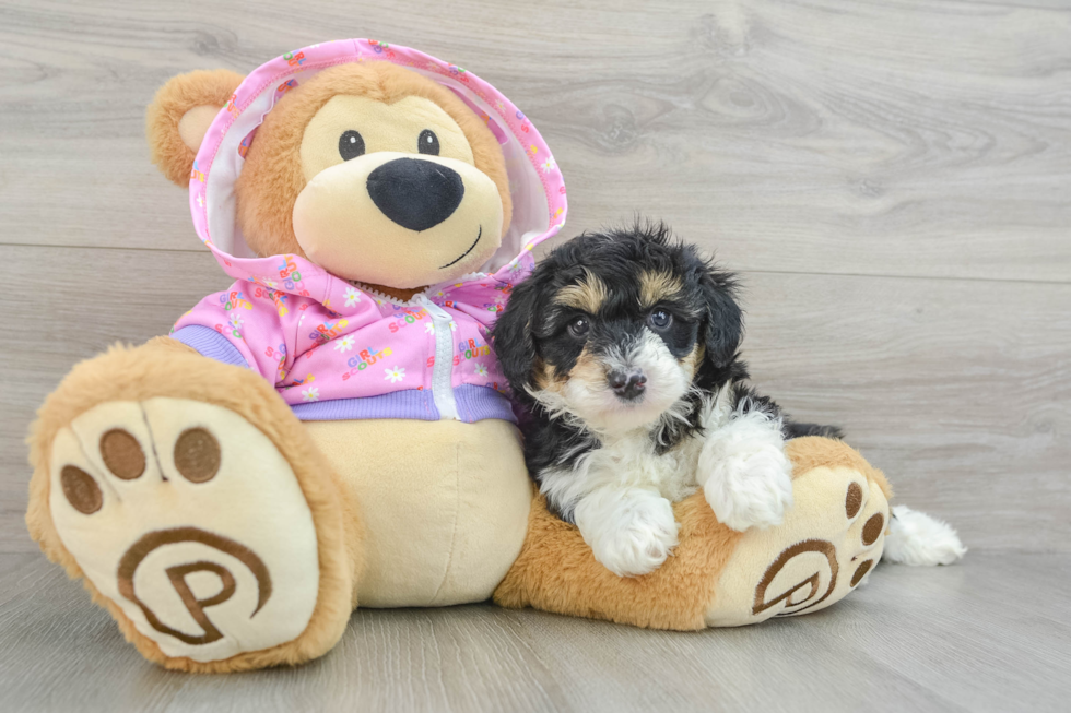 Mini Aussiedoodle Puppy for Adoption