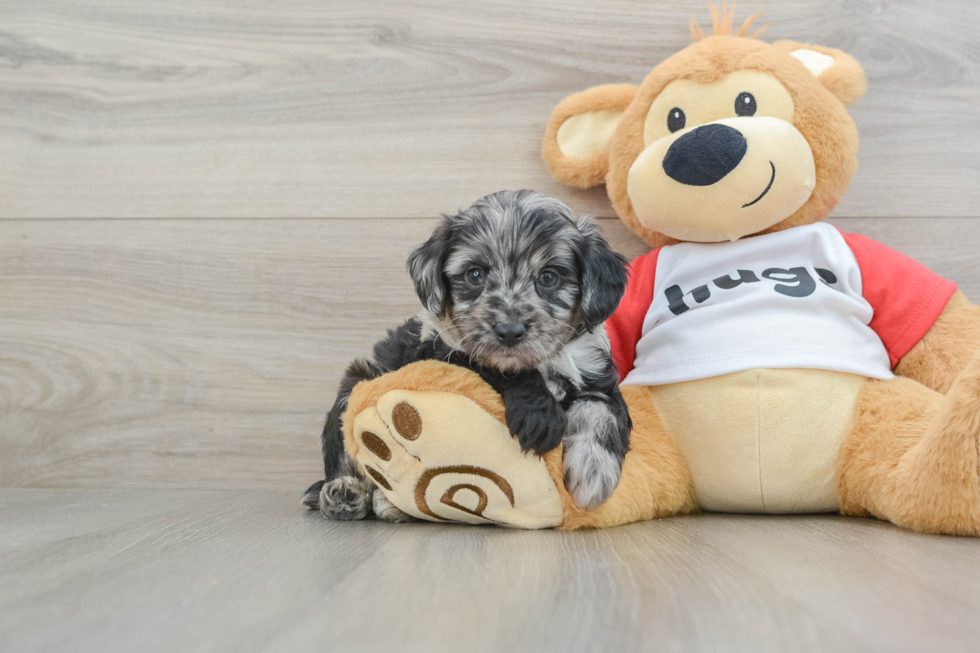 Smart Mini Aussiedoodle Poodle Mix Pup