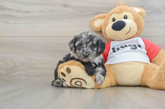 Smart Mini Aussiedoodle Poodle Mix Pup