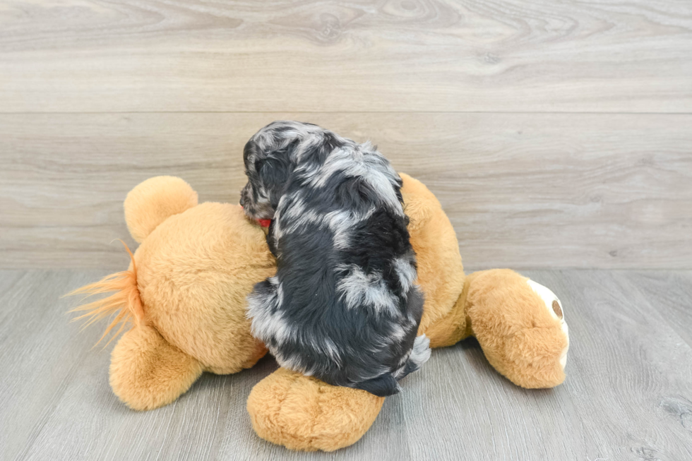 Funny Mini Aussiedoodle Poodle Mix Pup