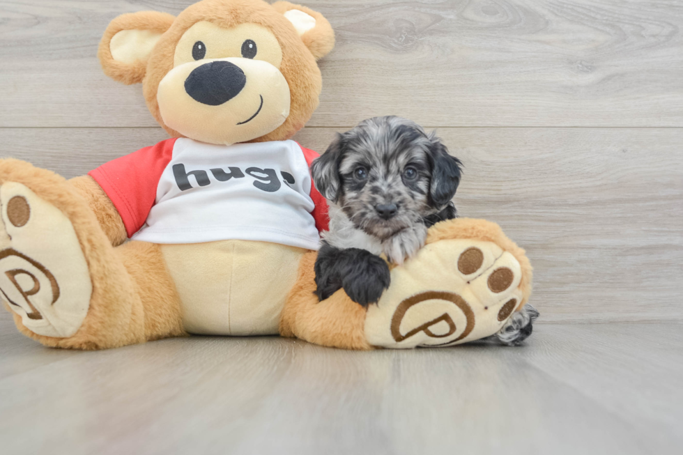 Sweet Mini Aussiedoodle Baby