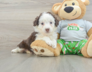 7 week old Mini Aussiedoodle Puppy For Sale - Premier Pups