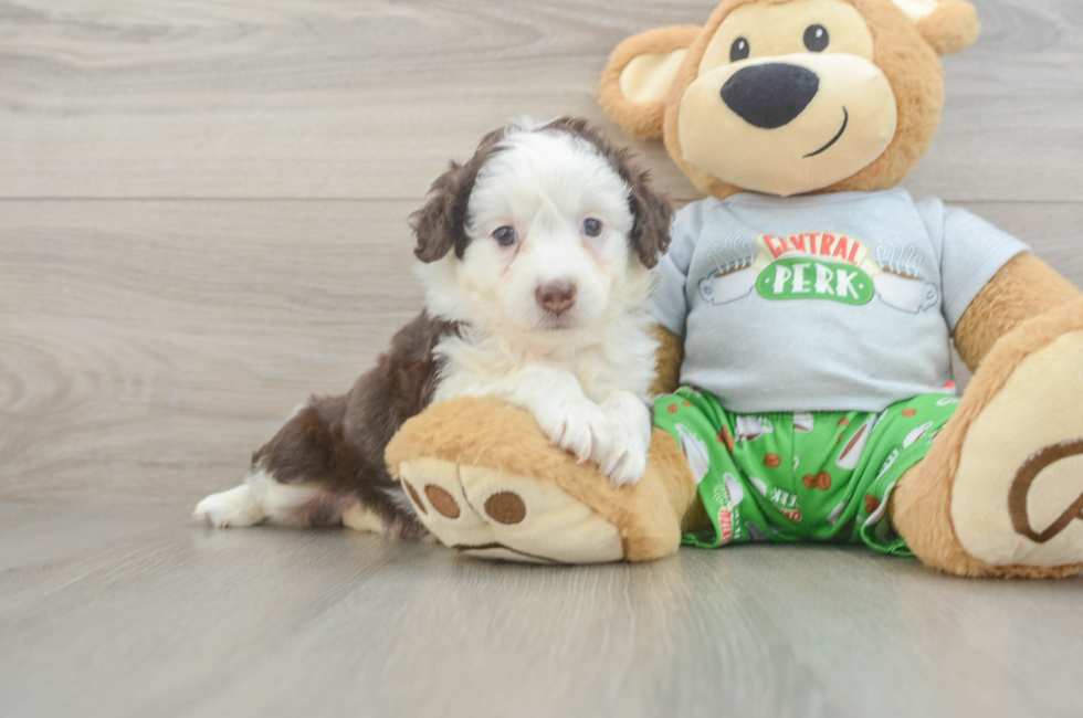 5 week old Mini Aussiedoodle Puppy For Sale - Premier Pups
