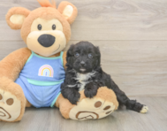 6 week old Mini Aussiedoodle Puppy For Sale - Premier Pups