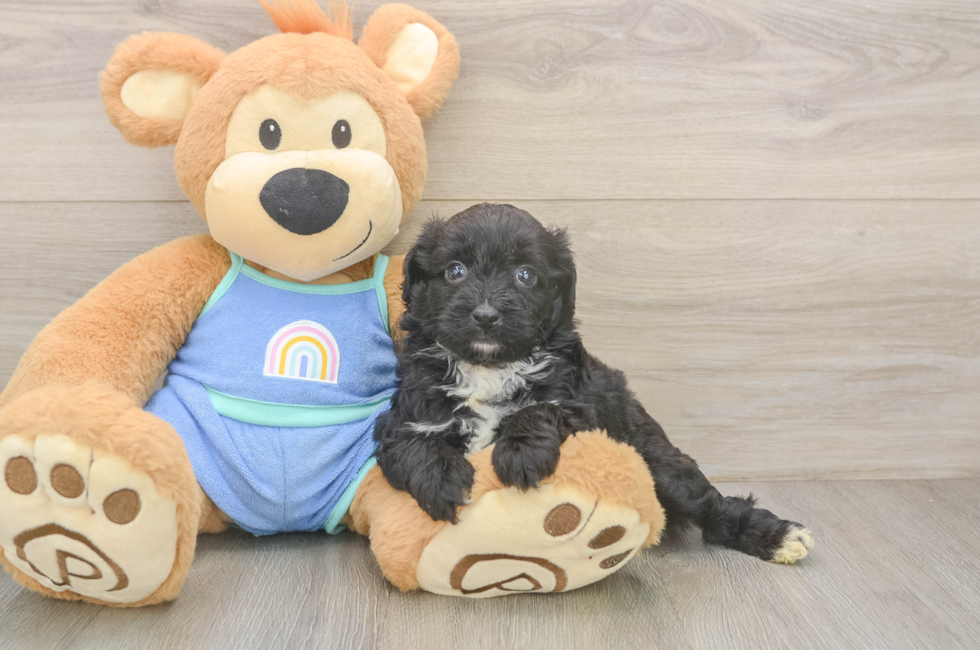 5 week old Mini Aussiedoodle Puppy For Sale - Premier Pups