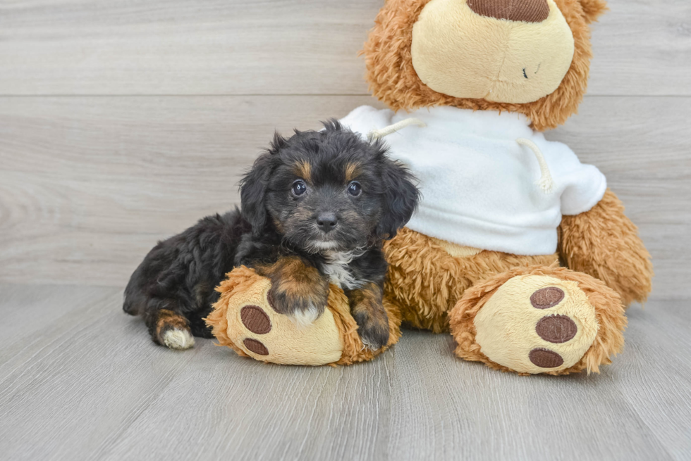 Friendly Mini Aussiedoodle Baby