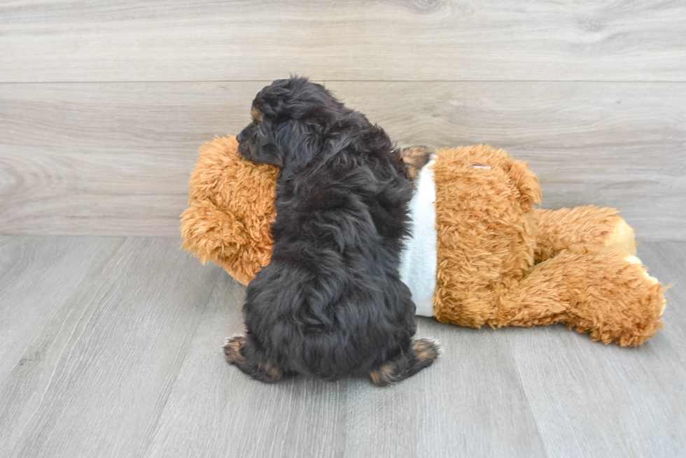 Mini Aussiedoodle Pup Being Cute