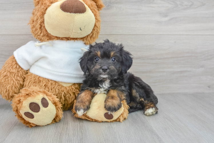 Mini Aussiedoodle Puppy for Adoption