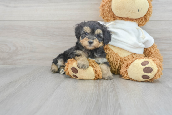 Best Mini Aussiedoodle Baby