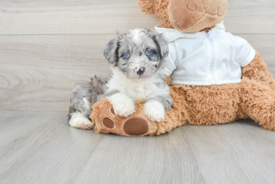 Mini Aussiedoodle Pup Being Cute