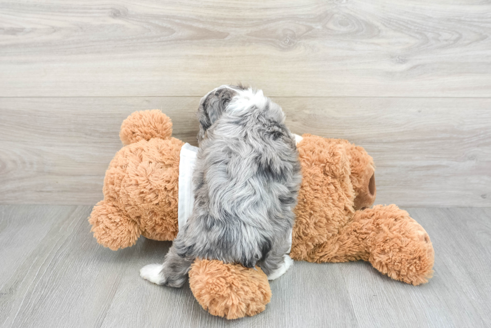 Small Mini Aussiedoodle Baby