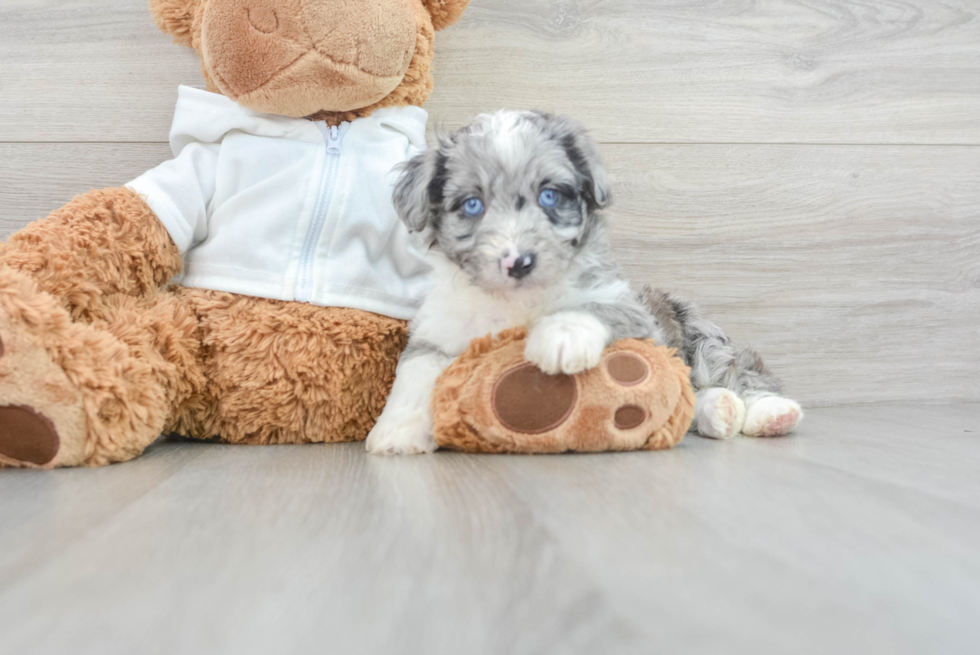 Mini Aussiedoodle Puppy for Adoption