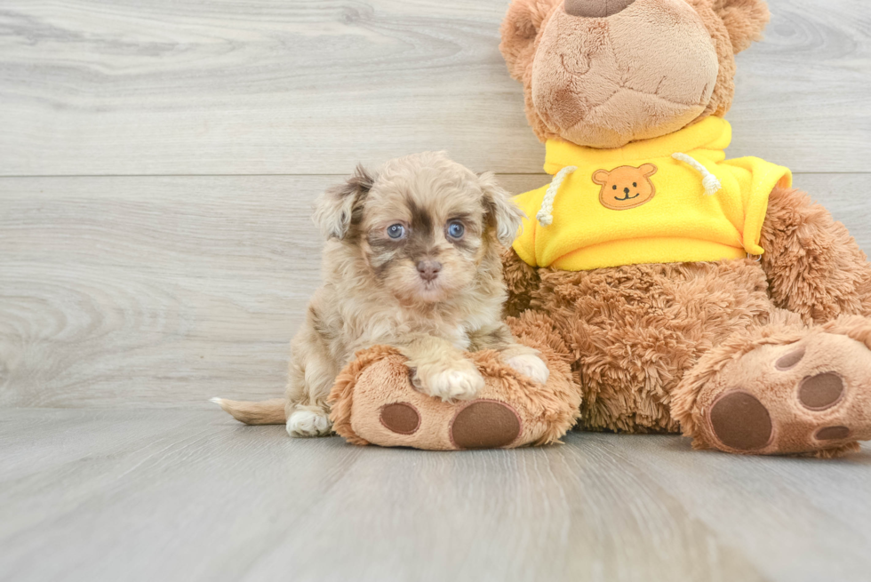 Best Mini Aussiedoodle Baby